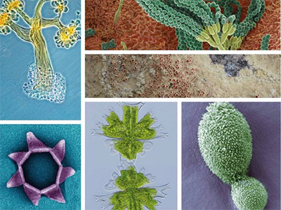 Extraordinary microorganisms